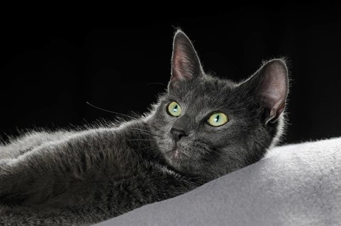 Russian Blue