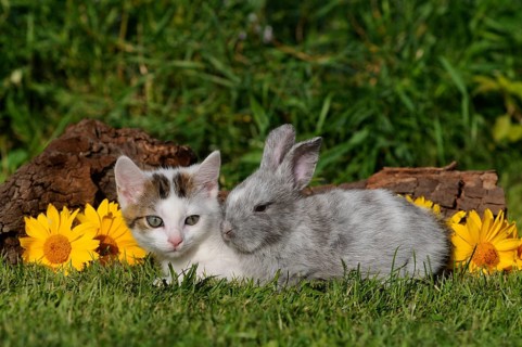 Mackerel domestic kitten and dwarf rabbit lying next to each other