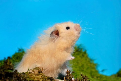 Teddy hamster