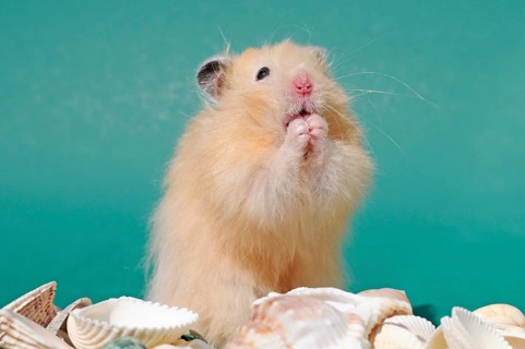 Teddy hamster