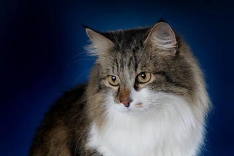 Maine-Coon-cat