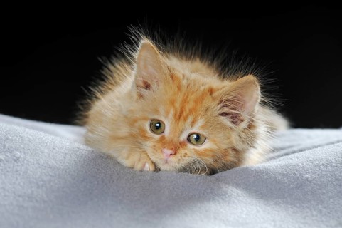 Little domestic cat