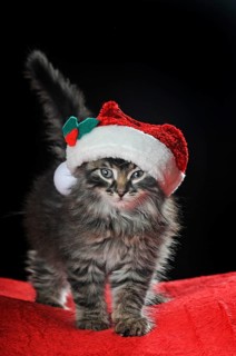 Little domestic cat