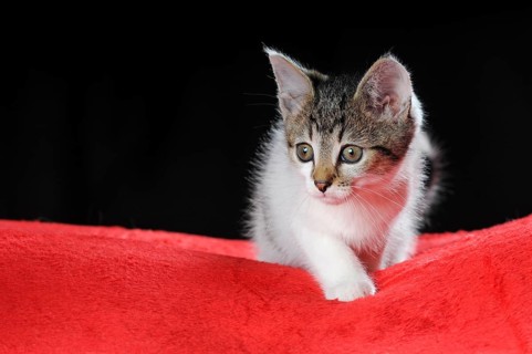 Little domestic cat