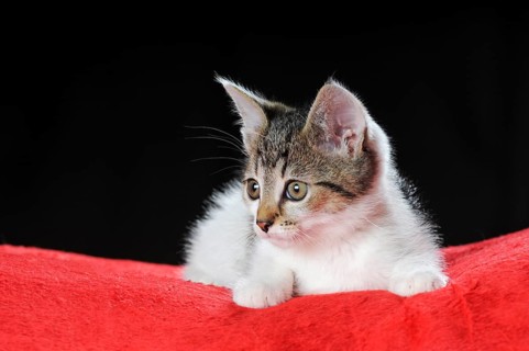 Little domestic cat