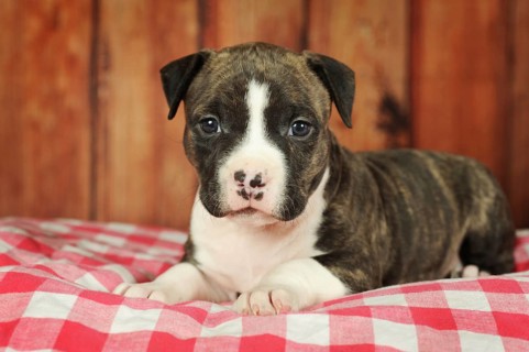 American Staffordshire Terrier