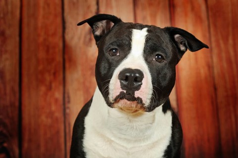 American Staffordshire Terrier