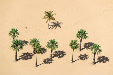 Palms on the beach
