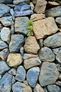Clover growing between stones in wall
