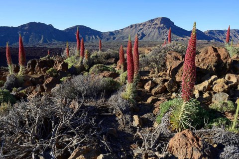 Tenerife bugloss (Echium wildpretii) in flower