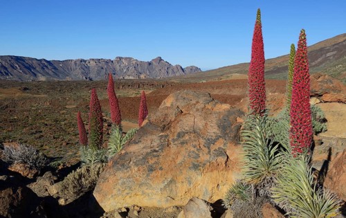 Tenerife bugloss (Echium wildpretii) in flower