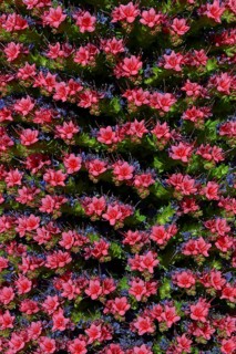 Tenerife bugloss (Echium wildpretii) in flower