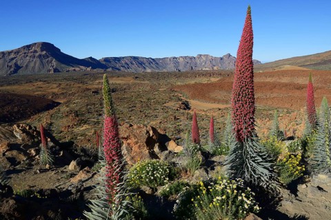 Tenerife bugloss (Echium wildpretii) in flower
