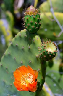 Prickly pear (Opuntia sp.)