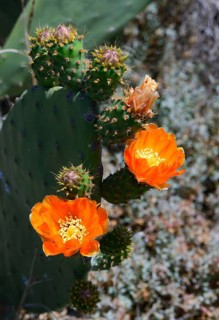 Prickly pear (Opuntia sp.)