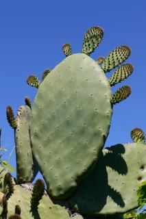 Prickly pear (Opuntia sp.)