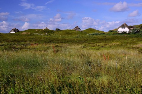 Typical Frisian houses