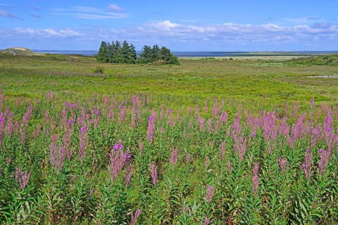 Landscape