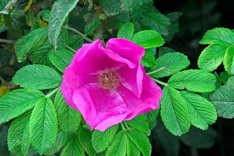Rugosa Rose (Rosa rugosa)