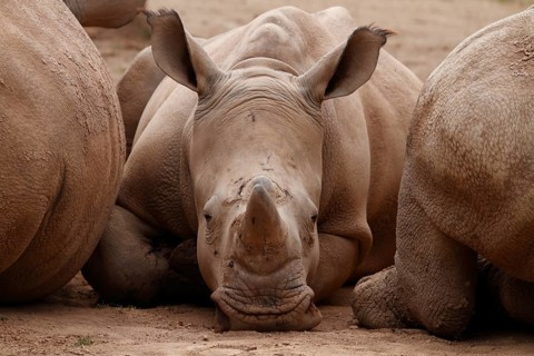 White rhinoceros (Ceratotherium simum) lies between conspecifics