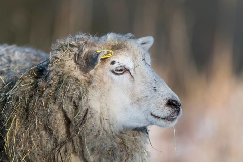 Old domestic sheep breed Skudde in winter