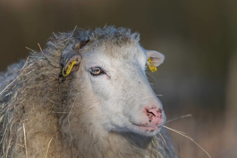 Old domestic sheep breed Skudde in winter