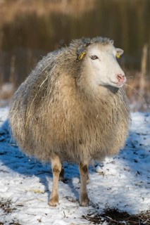 Old domestic sheep breed Skudde in winter