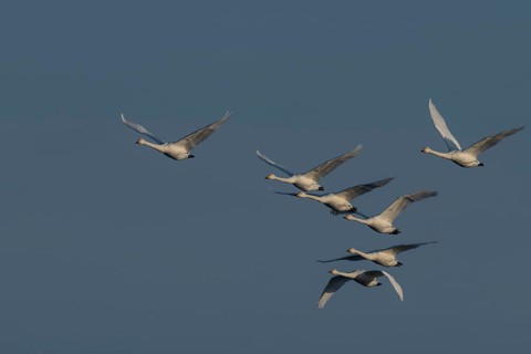 Whooper swans (Cygnus cygnus)