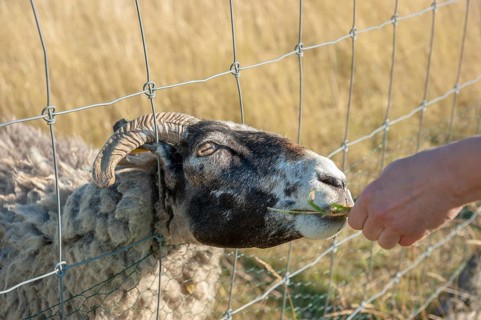 Sheep looking through wire fence