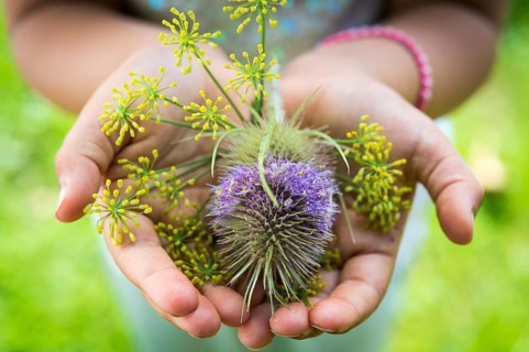 Wild teasels (Dipsacus fullonum) and fennel (Foeniculum vulgare) flowers in hands