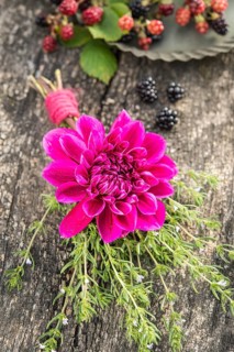 Dahlia (Dalia hybrids)