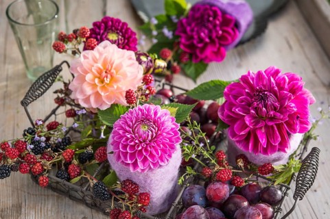 Dahlias (Dalia hybrids)