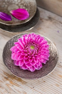 Dahlia (Dalia hybrids)