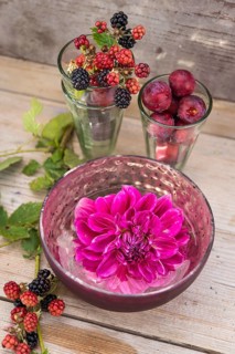 Dahlia (Dalia hybrids)