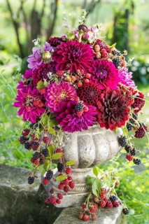 Dahlias (Dalia hybrids)
