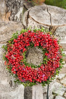 Attached autumn wreath on birch trunk with rosehip (Rosa canina)