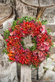 Autumn wreath tied to birch trunk with rosehip (Rosa canina)