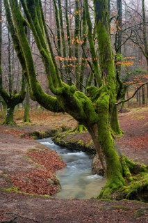 Gorbea Natural Park