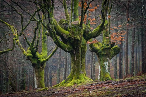 Gorbea Natural Park
