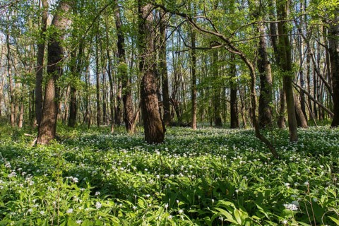 Wild garlic (Allium ursinum)