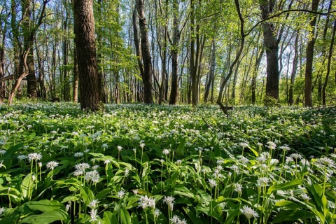 Wild garlic (Allium ursinum)