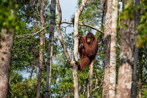 Bornean orangutan (Pongo pygmaeus)