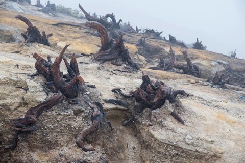 Charred roots on Ijen volcano ridge