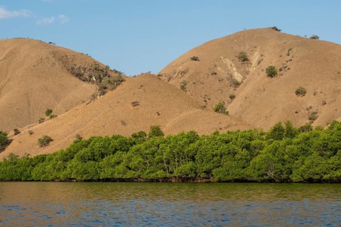 Mangroves