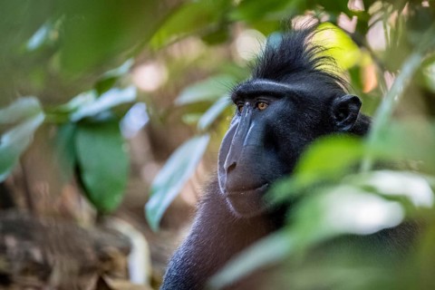 Celebes Crested Macaque (Macaca nigra)