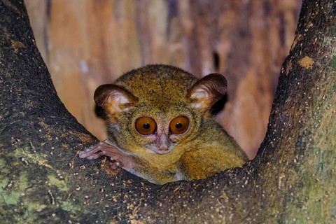 Spectral Tarsier (Tarsius spectrum