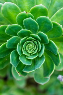 Leaf rosette of houseleek tree (Aeonium)