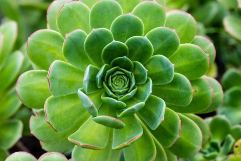 Leaf rosette of houseleek tree (Aeonium)