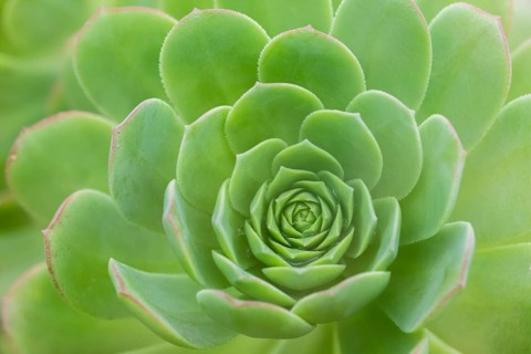 Leaf rosette of houseleek tree (Aeonium)