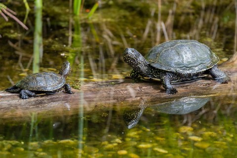 European pond turtles (Emys orbicularis)